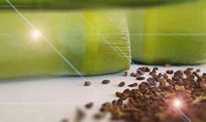 Peganum Harmala Seed, Usage, DMT Effect, Benefits and Harms